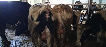 Inəklər, öküzlər: Məhsul: Qaramal – ət istiqamətli dana/öküzlər Təsvir: - Şəkillərdə — 6