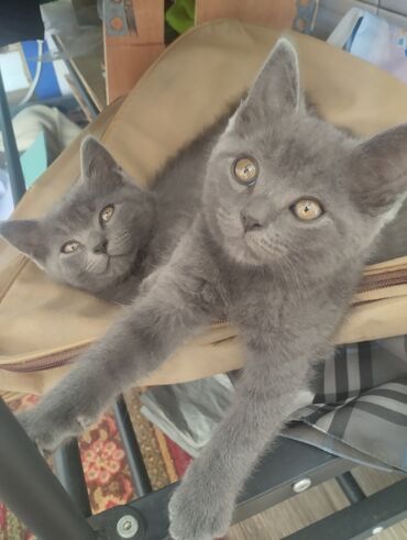 кошка с разными глазами: Британская короткошёрстная, 2 месяца, Мальчик, Голубой, Приучена к лотку, Проглистована