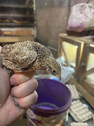 Другие с/х животные: Китайские расписные перепелки - Породы/окрасы: смешанные – тёмные — 30