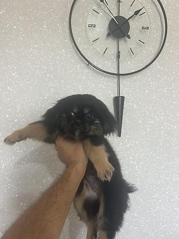 i̇sm: Pekines, 3 ay, Dişi, Peyvəndli, Pulsuz çatdırılma — 8