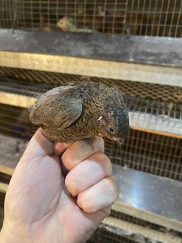 Другие с/х животные: Китайские расписные перепелки - Породы/окрасы: смешанные – тёмные — 26