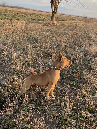 kənd təsərrüfatı heyvanları: Pitbul, 3 il, Erkek, Peyvəndli, Ünvandan götürmə