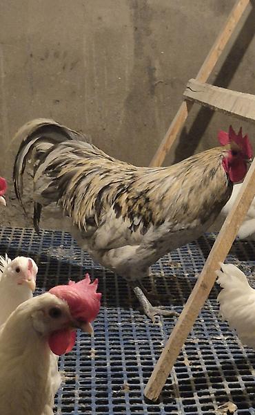 sebzi quşu: Avstralorp Motlet Avstralorp 11 aylıq Barter edilir Boynunyoluq Ankona — 6