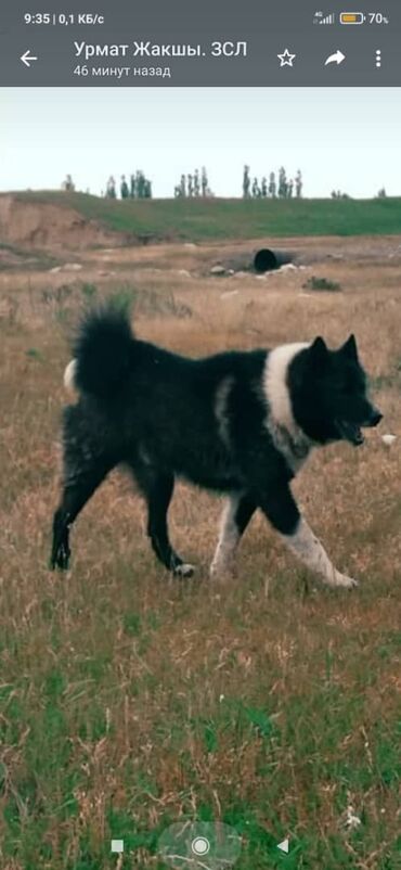 собака лайка: Продаю щенков рел (русско-европейской лайки), родители охотники, чисто