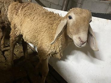 Продам с/х животных: Продаю | Овца (самка), Ягненок, Баран (самец) | Гиссарская, Арашан | На забой, Для разведения, Для шерсти — 6