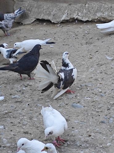 Pavlinlər ikisidə mayadır