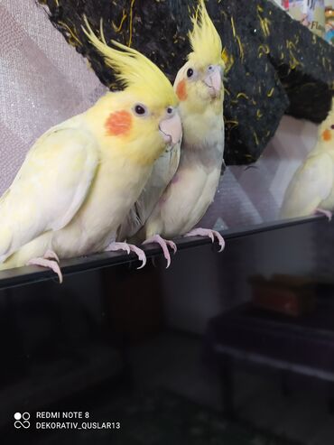 Tutuquşları: SALAM ENDİRİMLƏRƏ DAVAM. 💥🔥.HAZIR DANIŞAN QUŞLAR SATILIR!!!!!! Yaş — 16