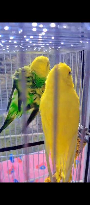 шиншилла котенок купить: Məhsul: Dalmatin və klassik rənglərdə dalğıç (buğda) dalğalı