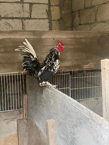 cücə və xoruz: Toyuq, Damazlıq — 3