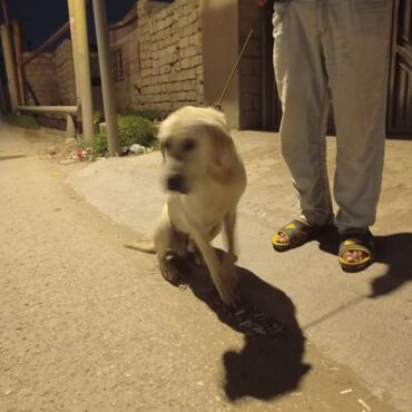 erkek it adlari azeri: Labrador-retriver, 1 il, Erkek