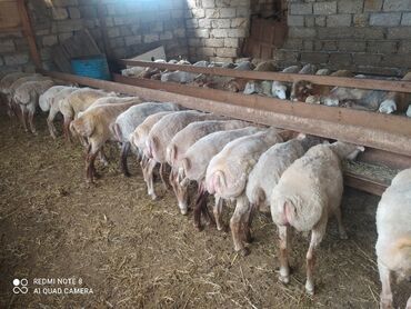 qurbanlıq qoyun qiymətləri: Qurbanliq quzular diri ceki 8
