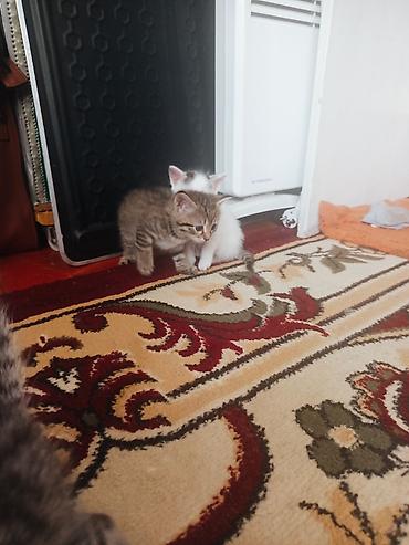 собака хаска: Котята, домашние, короткошёрстные. Описание: - Окрас: тигровые табби — 3
