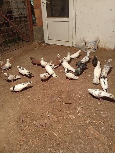 Göyərçinlər: Kom şekilde sahiblendirilir — 16