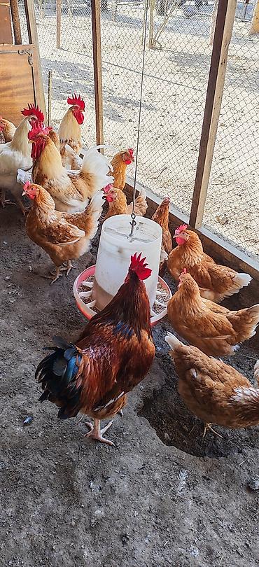 K/t heyvanları və malları: Toyuq, Yumurtalıq, Ödənişli çatdırılma — 6