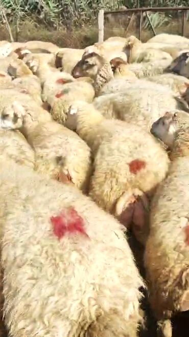 Qoyunlar, qoçlar: Dişi, il: 1, 50 kq, Damazlıq, Ünvandan götürmə — 6
