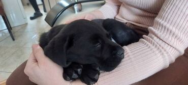 Psi: Labrador štenci na prodaju u žutoj i crnoj boji, oba pola u ponudi na lalafo.rs — 2 Psi: Labrador štenci na prodaju u žutoj i crnoj boji, oba pola u ponudi — 2