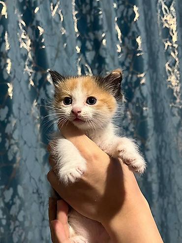 каракол котята: Срочно ищу добрые руки для котят!! 🐱🤍 отдам в хорошие, заботливые — 3