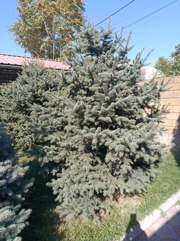 Декоративные деревья: Ели голубые (Иссык-Кульские) и туя западная для озеленения участка — 4