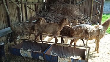 Бараны, овцы: Продаю 2 ярки одна из них с ягненком и 3 матки, цена каждая по 15000