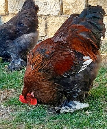 Toyuqlar: Toyuq, Brama, Ətlik — 1