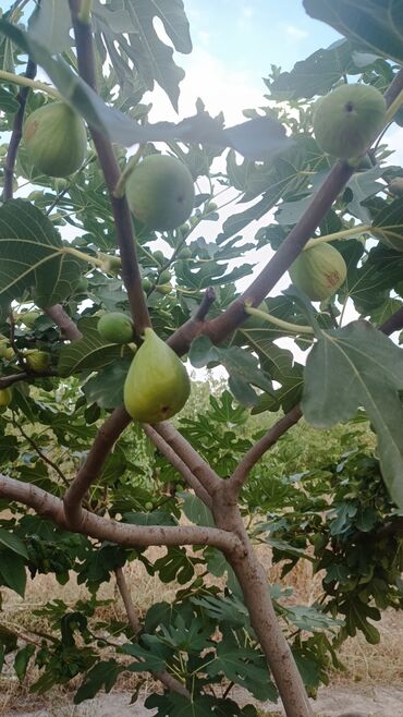 Ağaclar: Yalnız bizim təsərfatimizda bölgələrə uyğun olaraq ağacların kok — 29