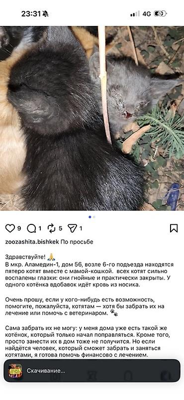 передержка: Найдена : Беспородная — 1