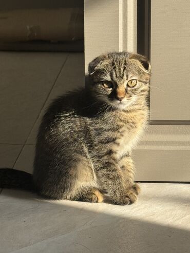 шотландская вислоухая кошка длинношерстная: Скотиш Фолд (Шотландиялык шалпаң кулак), 2 айлык, Ургаачы, Лотокко барууга үйрөтүлгөн, Курттардан тазаланган, Эмделген