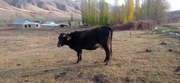 породистые коровы в бишкеке: Продаю | Корова (самка) | Для разведения