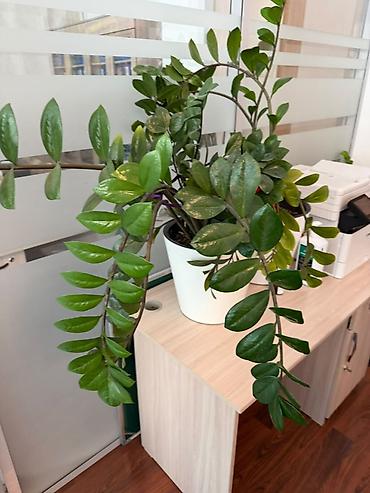 замиокулькас черный: Замиокулькас (Zamioculcas zamiifolia) в горшке. - Крупное — 4