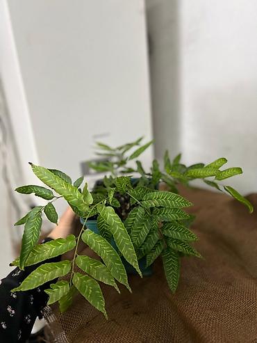 Другие комнатные растения: Представляем ассортимент декоративно-лиственных растений, которые — 13