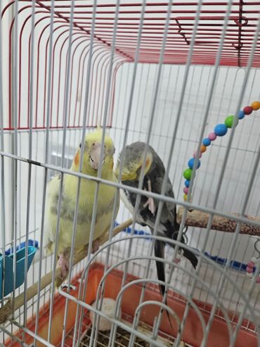 Tutuquşları: 2 ədəd Korella tutuquşuları satılır. biri disi (Luna) biri erkekdi — 5