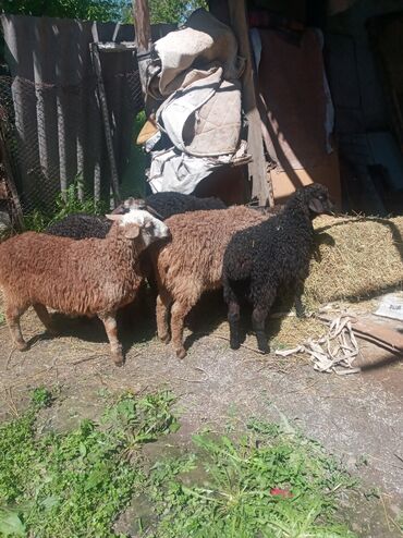 купить овец романовской породы: Продаю | Ягненок | Для разведения