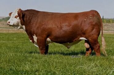 молочные оборудование: Куплю | Коровы, быки | На забой, на мясо, Откормленные, Забитый