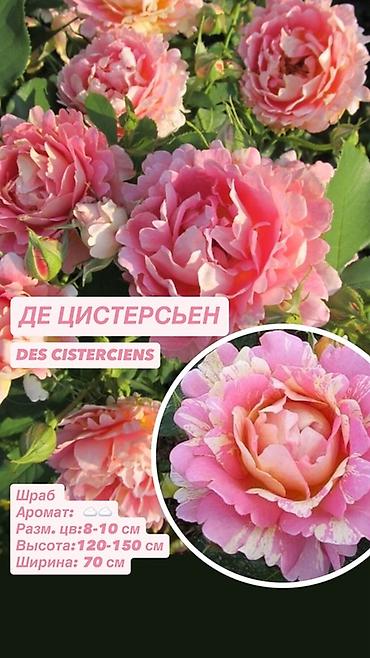 Комнатные розы: Саженцы — 2