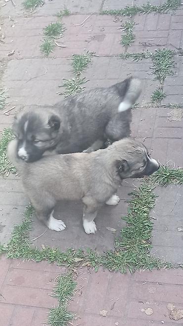 pisik su qabi: Kanqal, 2 ay — 5