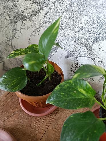 Другие комнатные растения: Продаю комнатные растения:,сцендапсус.,сансвиерия,гипоэстес.Цены от — 8