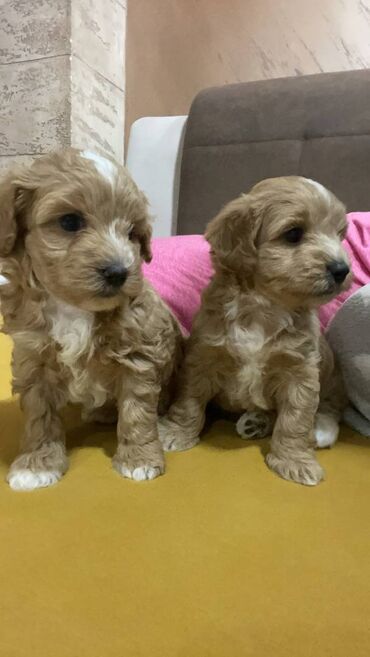 Psi: Na prodaju štenci maltipoo F2B iz odgajivačnice FCI 5411 "God's Gift" — 9