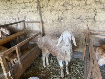 молочный коза: Продаю | Ягненок, Баран (самец) | Арашан | Для разведения