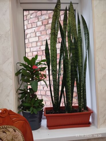 сансевьера комнатное растение: Сансеверия 1500с. отличное состояние