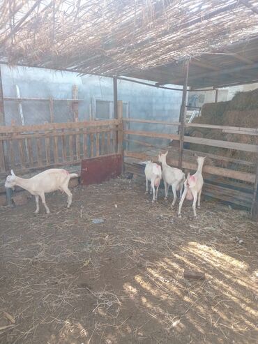 Mal-qara: Dişi, Zanen, il: 1, Damazlıq, Südlük
