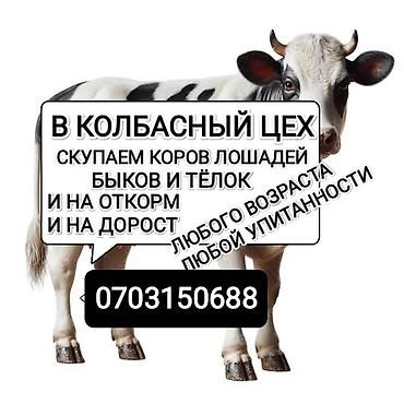 швиц бычки: Колбасный цех : Коровы, быки, | На откорм — 2