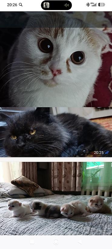 Шотландские котята от домашних кошек - Помёт от бело-рыжего