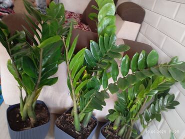 растения для офиса: Замиокулькас (ZZ-plant) в кашпо - В наличии несколько взрослых кустов
