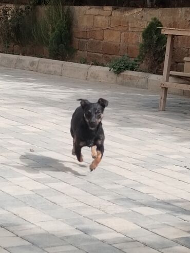 İtlər: Ingilis ov iti balalrı satlır bir erkey bir dişi itin anası cox agılı — 2