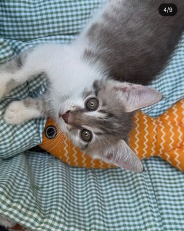 британские котята черные: Самка, В добрые руки