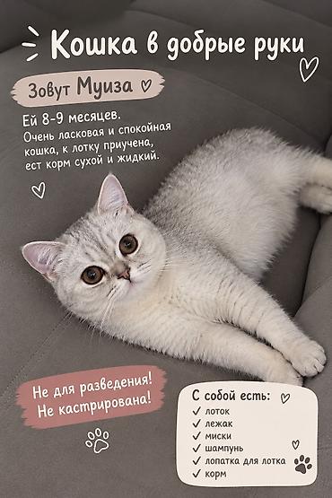 Продажа кошек: Британская короткошёрстная, 8 месяцев, Девочка, Серебристая шиншилла, Приучена к лотку — 1