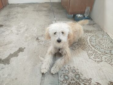 İtlər: Pudel, 7 ay, Erkek, Ünvandan götürmə