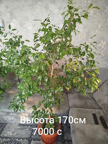 бенжамин: Продаю фикусы большие и ухоженные. высота на фото +цена! по сортам — 6