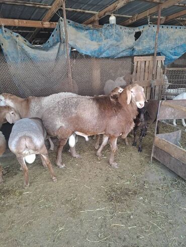 продаю музоо торпок корова самка бык самец айрширская ангус алатауская на забой для разведения на откорм племенные нетель привязанные: Продаю | Баран (самец) | Эдильбаевская | Для разведения | Племенные
