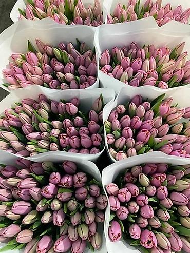 Букеты из живых цветов: Премиальные импортные тюльпаны Привозные тюльпаны лучшего качества — 17